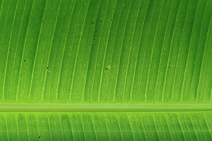 The Anatomy Of A Green Leaf Photograph