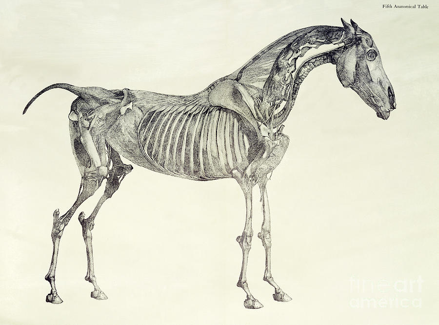 Horse Drawing - The Anatomy of the Horse by George Stubbs