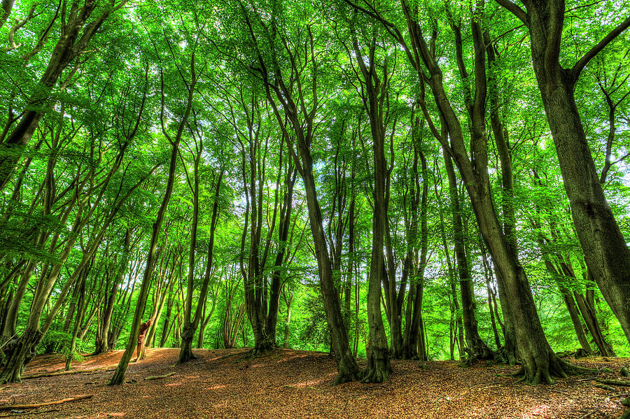 The Ancient English Forest Photograph by David Pyatt