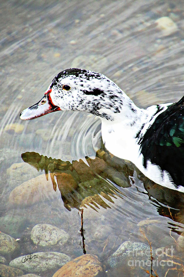 The Ancona Duck Photograph by Cheryl Rose