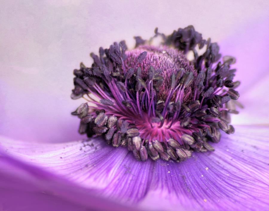 The Anemone Photograph by David and Carol Kelly
