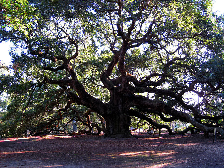 The Angel Oak in Charleston SC Photograph by Susanne Van Hulst