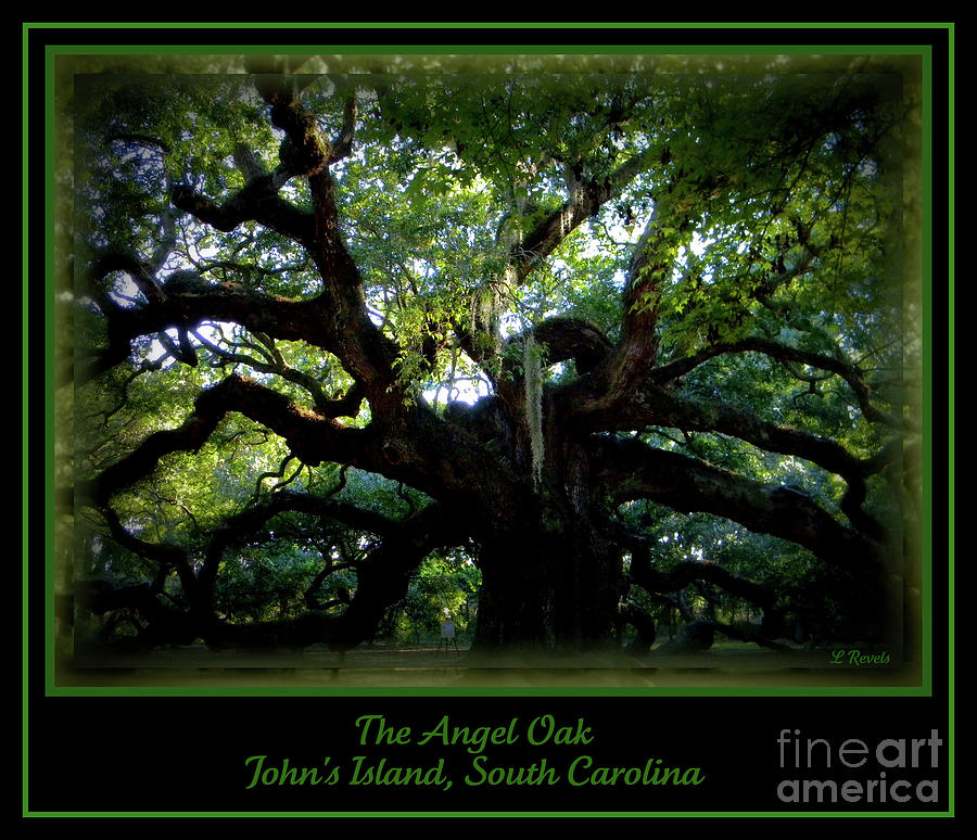 The Angel Oak Photograph by Leslie Revels
