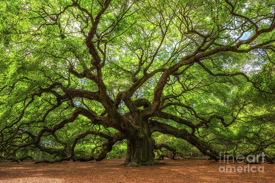 Landscape Photograph - The Angel Oak Tree  by Michael Ver Sprill