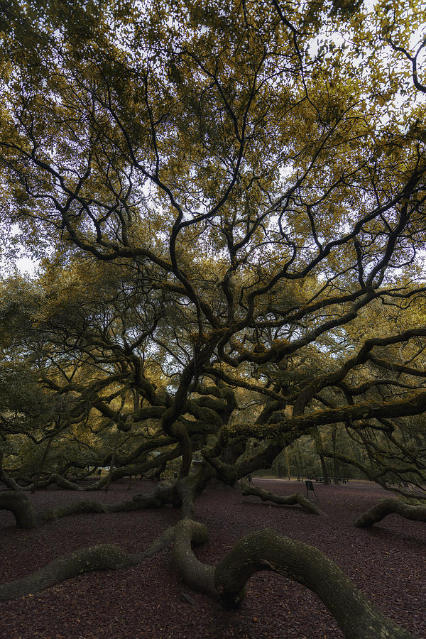 Nature Photograph - The Angel Oak Tree by Rick Berk