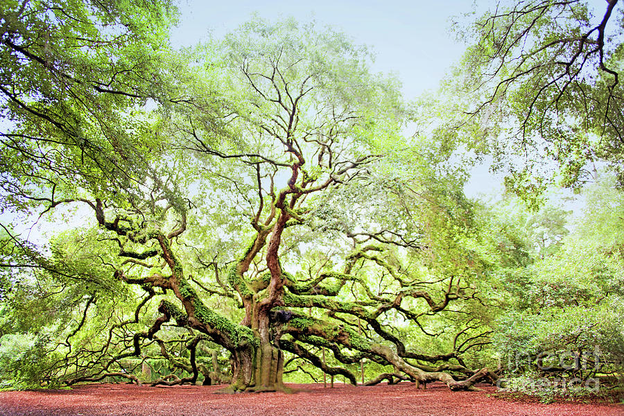 The Angel Oak Tree Photograph by Sharon McConnell