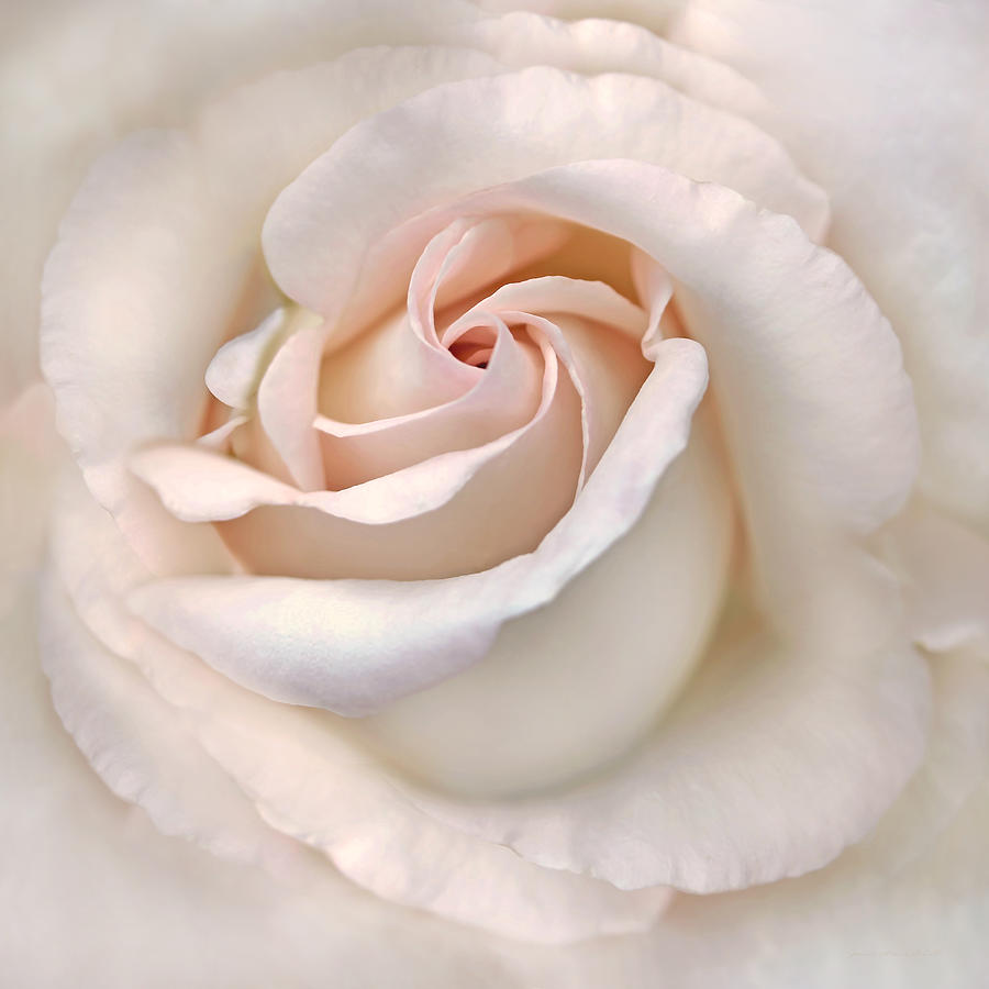 The Angels Rose Flower Photograph by Jennie Marie Schell
