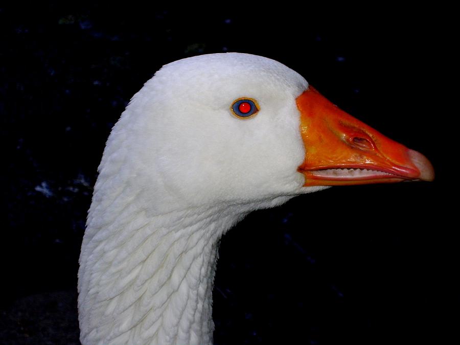 Goose Photograph - The Angry Bird by Roberto Alamino