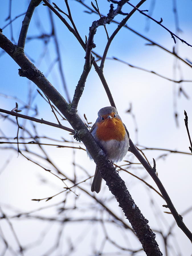 The Angry Robin Photograph by Jouko Lehto