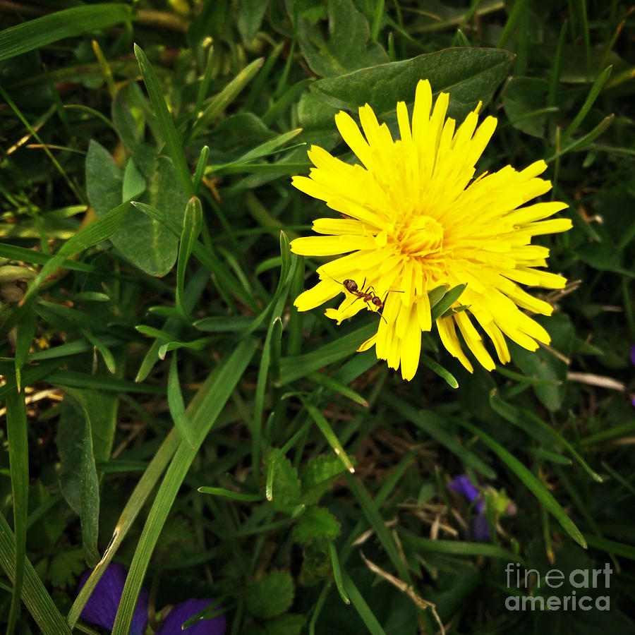 The Ant and the Dandelion Photograph by Robert Knight