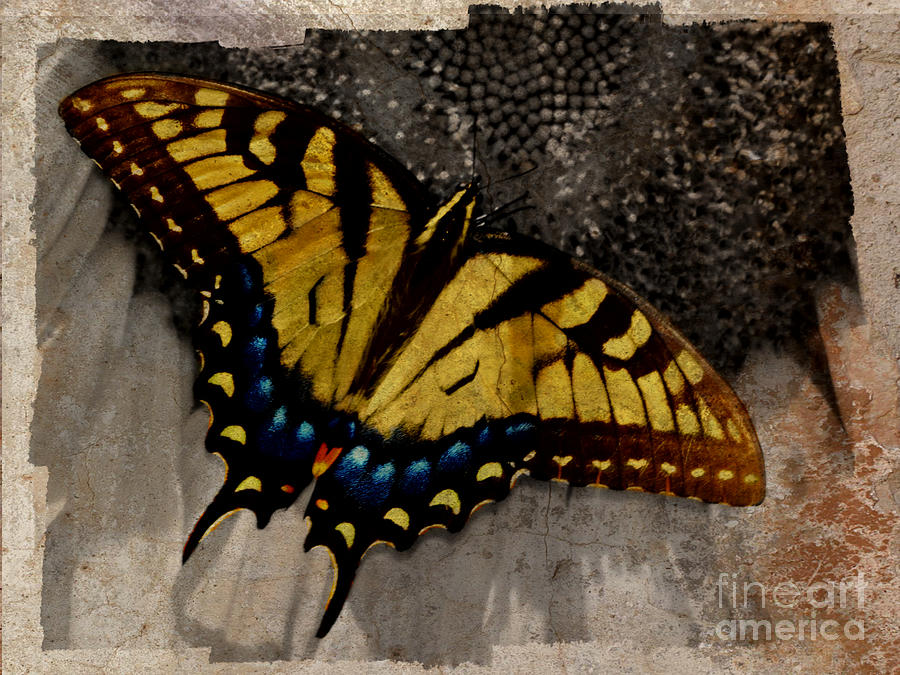 The Antiqued Butterfly Photograph by Eric Liller