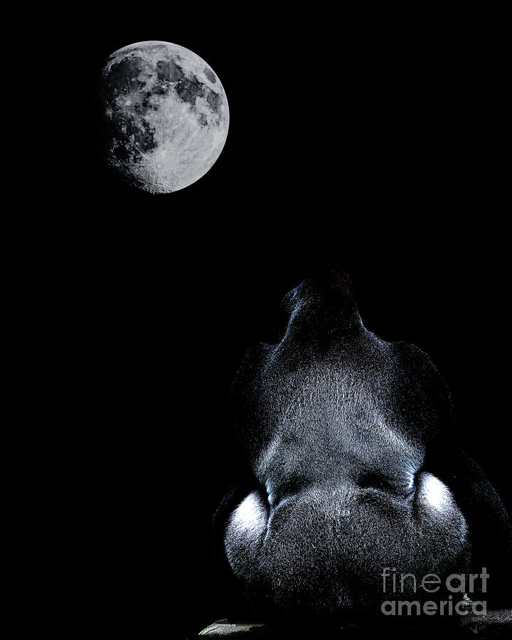 The Ape And The Moon . Photoart . R7917 Photograph by ...