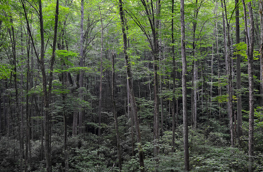 The Appalachian Forest Photograph by Mark H Anderson | Fine Art America