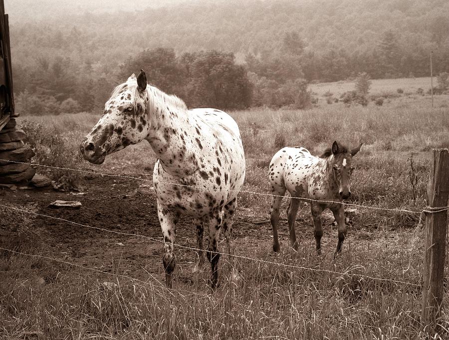 The Appaloosas Foal... Hop Bottom PA. Photograph by Arthur Miller