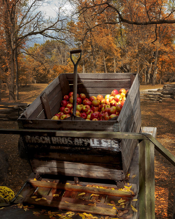 The Apple Bin Photograph by Susan Rissi Tregoning