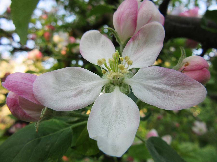 The Apple Blossom Photograph by Vesna Martinjak