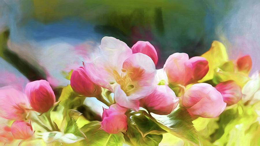 The Apple Blossoms of Spring Photograph by Susan Rissi Tregoning