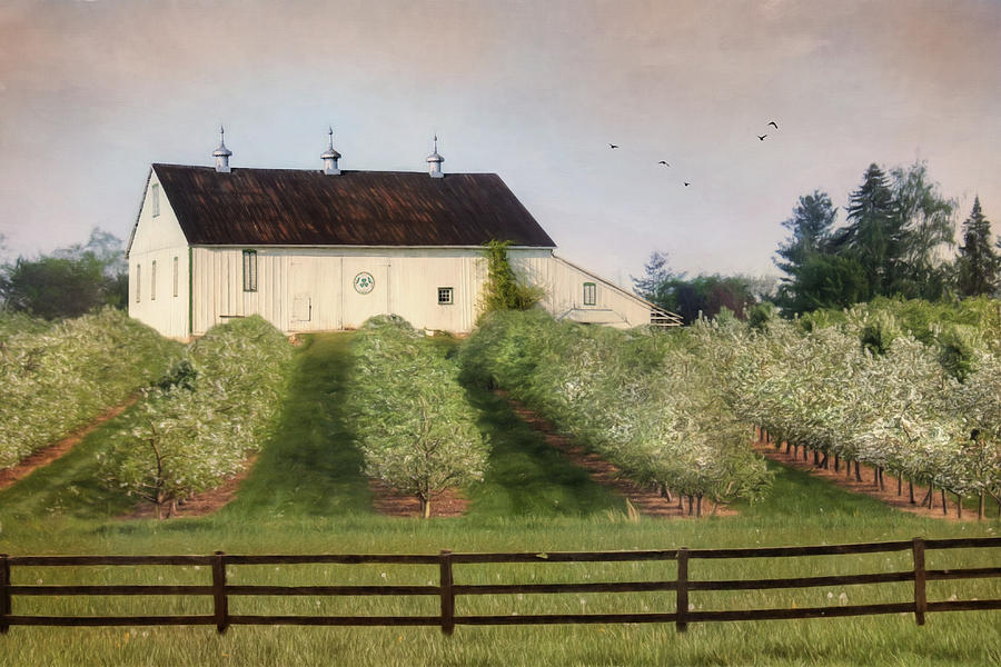 Apple Photograph - The Apple Orchard by Lori Deiter