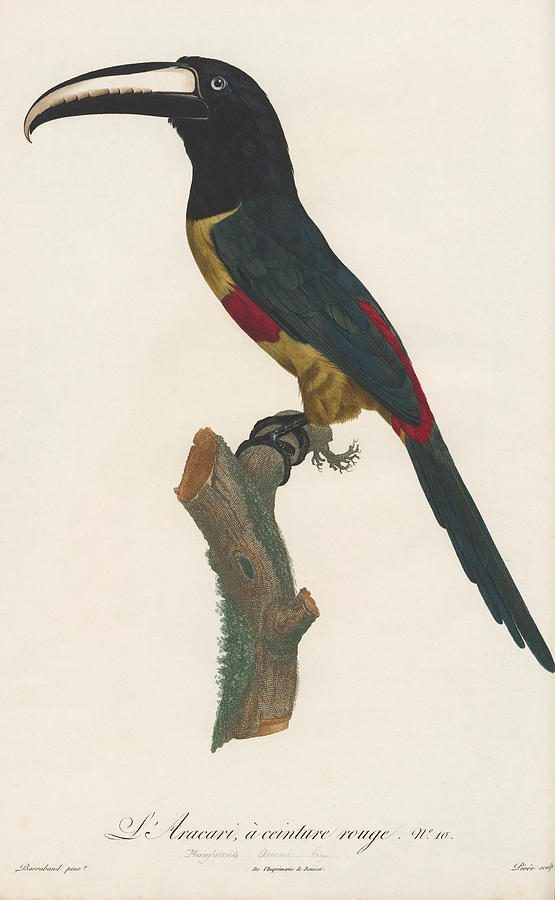 The Aracari Painting by MotionAge Designs