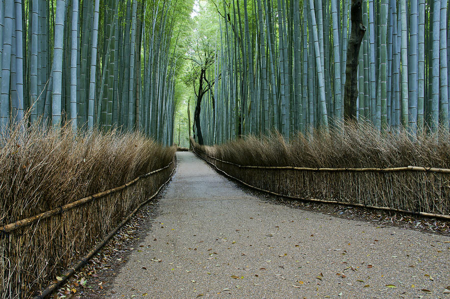 Nature Photograph - The Arashiyama Bamboo Grove by Brian Kamprath