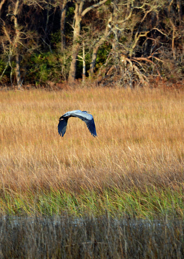 The Arc of a Heron Photograph by Bruce Gourley