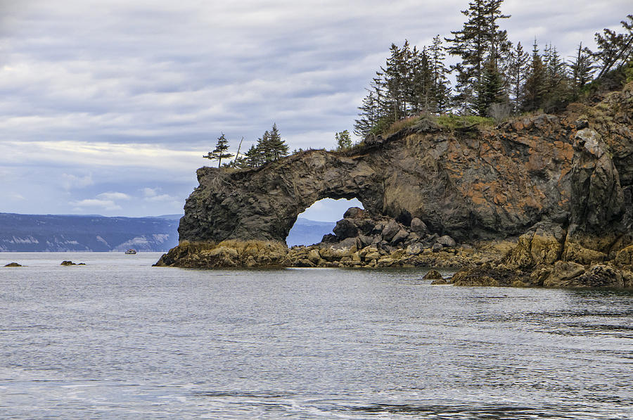 Tree Photograph - The Arch at Halibut Cove by Phyllis Taylor