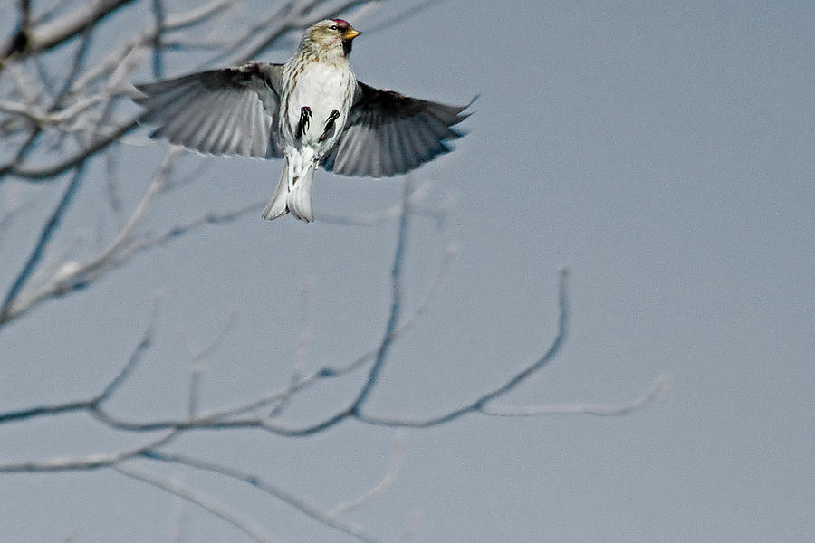 Flycatcher Photograph - The Arctic Redpoll in-flight by Asbed Iskedjian