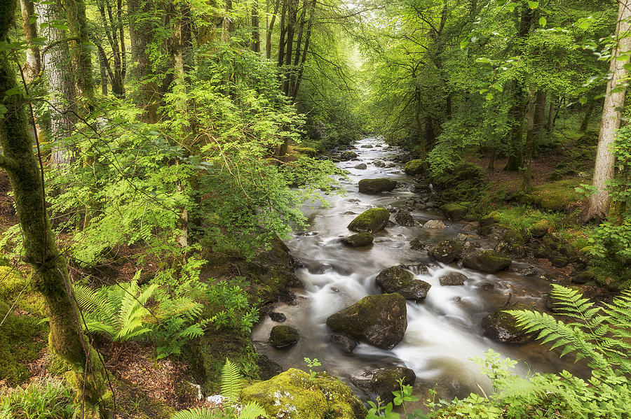 The Ardgartan Forest Photograph by Len Brook - Fine Art America