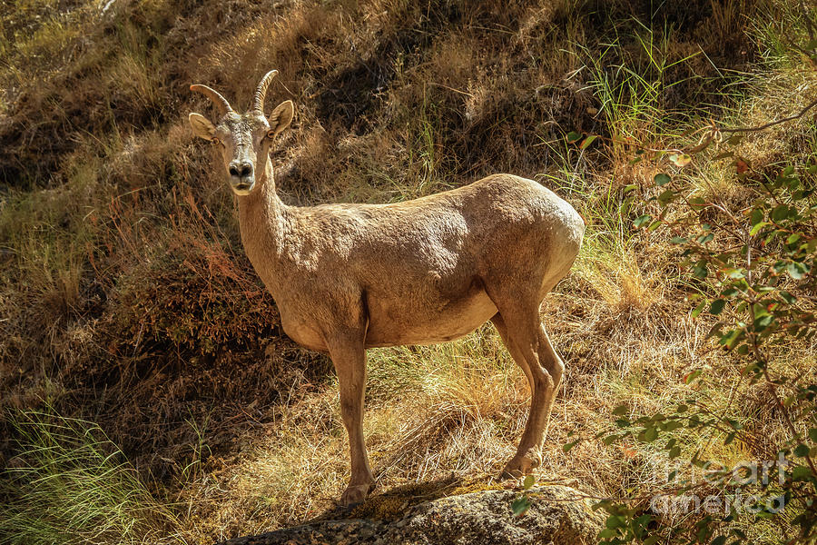 Zion National Park Photograph - The Argali  by Robert Bales