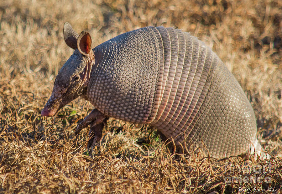 The Nine Banded Armadillo Photograph by Barry Bohn
