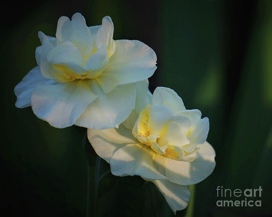 Spring Photograph - The Arrival of Spring by Karen Beasley