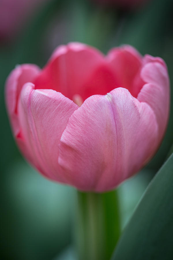 The Art of a Tulip Photograph by Dale Kincaid