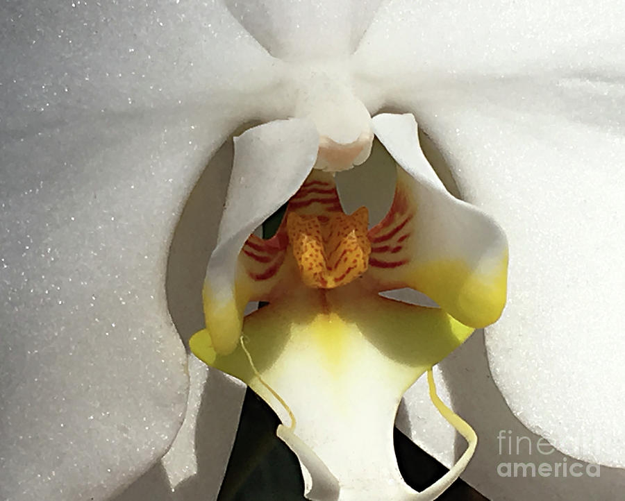 The Art of an Orchid Photograph by Sherry Hallemeier