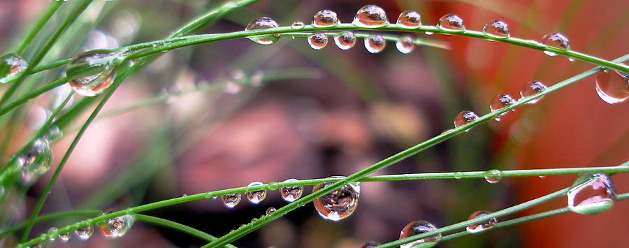 Nature Photograph - The Art of Dew Drops by Irma BACKELANT GALLERIES