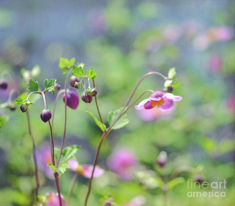 The Art of Flowers - Japanese Anemone Photograph by Kerri Farley
