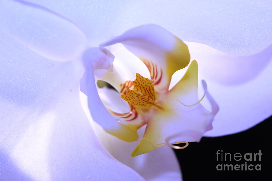 Orchid Photograph - The Art Of Happiness by Krissy Katsimbras
