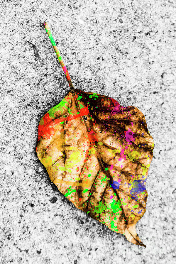 The Art Of Nature Digital Art by Jorgo Photography The Art Of Nature Digital Art by Jorgo Photography