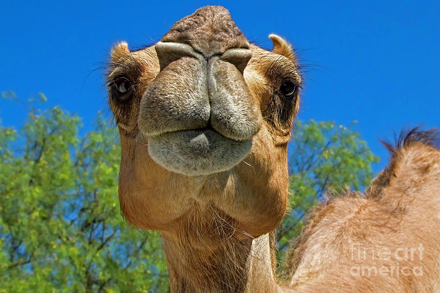 Camel Photograph - The Art of Persuasion by Gary Holmes