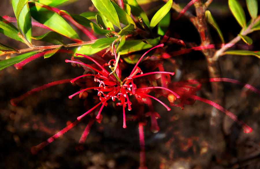 Red Spider Flower Photograph - The Art Of Spider Flower by Miroslava Jurcik