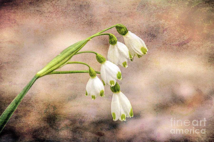 The Art of Spring - Spring Snowdrops Photograph by Kerri Farley