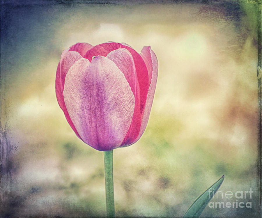 The Art of Spring - Spring Tulip Photograph by Kerri Farley