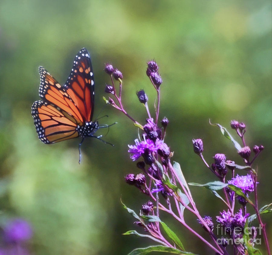 Butterfly Photograph - The Art of Summer - Monarch Butterfly in Flight by Kerri Farley