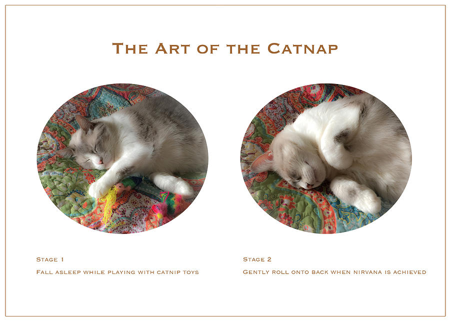 The Art of the Catnap Photograph by Bonnie Follett