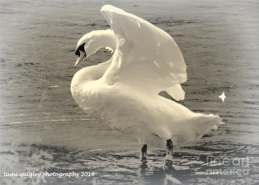 The Art Of The Swan  Photograph by Tami Quigley