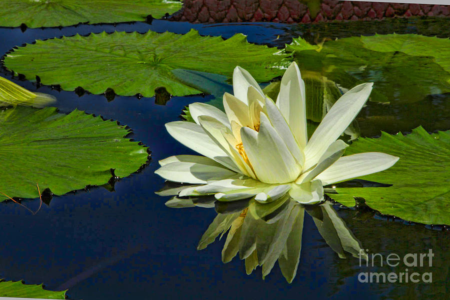 The Art of the Waterlily Photograph by Marilyn Cornwell