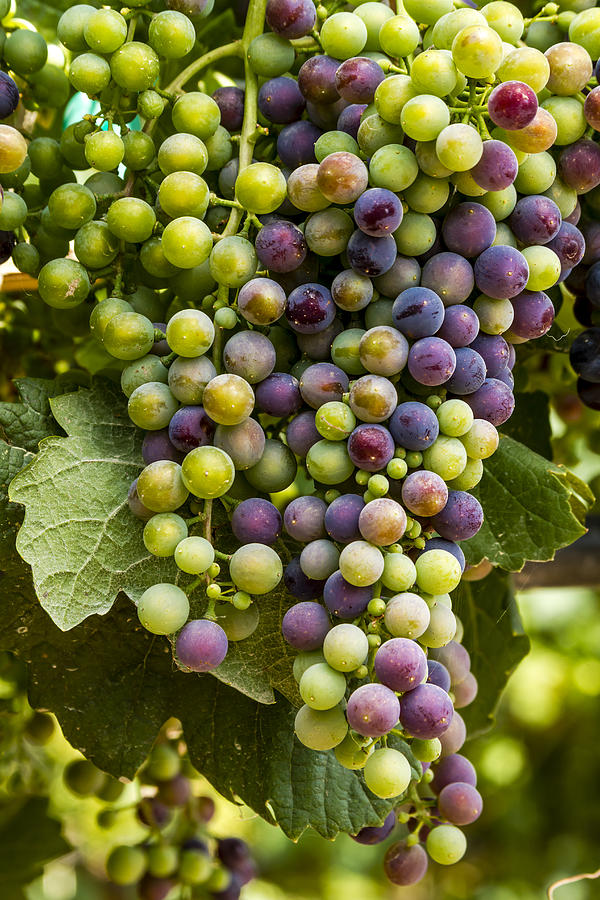 The Art of Wine Grapes Photograph by Teri Virbickis