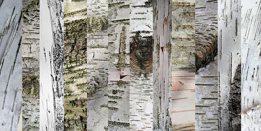 The Artful Birch Photograph by Mary Bedy