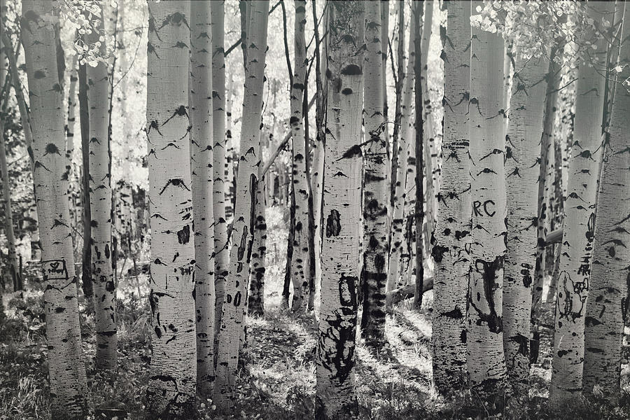 The Aspen Forest in Black and White  Photograph by Saija Lehtonen