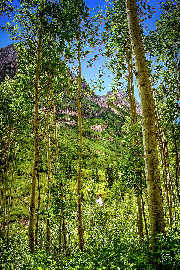 The Aspen Grove Photograph by Endre Balogh