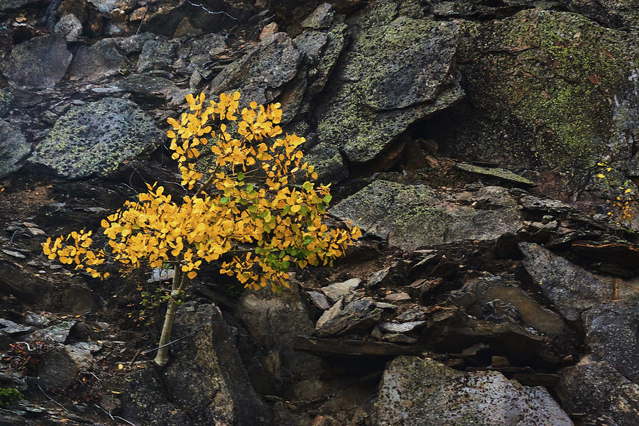 The Aspen On The Rocks Photograph by John De Bord